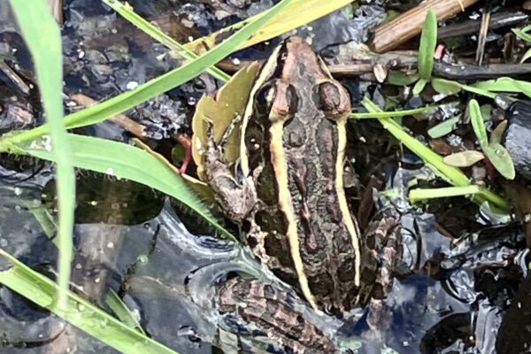 Pickerel frog in backyard pond MV
